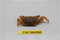 藏品(萬歲大眼蟹)的圖片